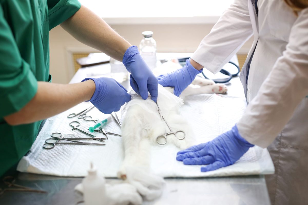 Kit de Emergência Veterinária