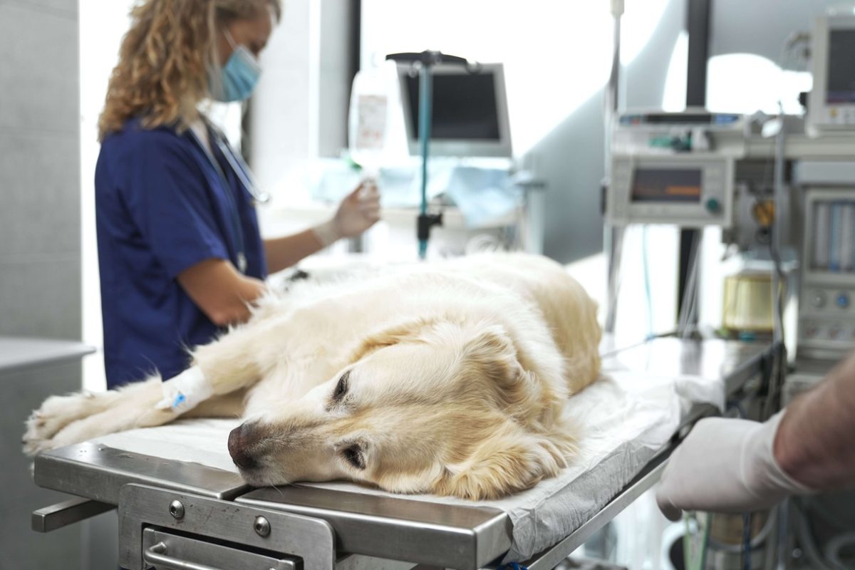 RCP Suporte Avançado